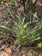Eragrostis intermedia