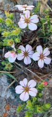 Adenandra