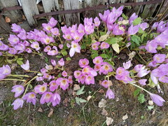Colchicum speciosum