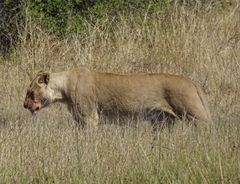 Panthera leo melanochaita