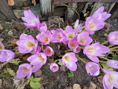 Colchicum speciosum