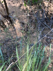 Eragrostis intermedia
