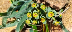 Euphorbia tuberosa