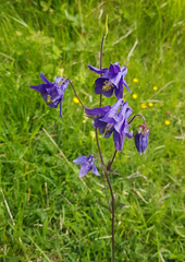 Aquilegia vulgaris