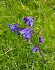 Aquilegia vulgaris