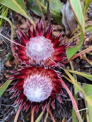 Protea scolopendriifolia