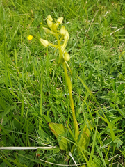Platanthera chlorantha
