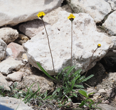 Tridax coronopifolia