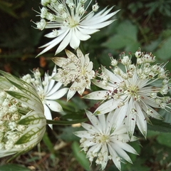 Astrantia major