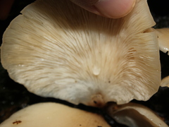 Campanophyllum proboscideum