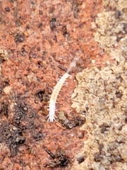 Scutigerella