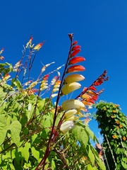 Ipomoea lobata