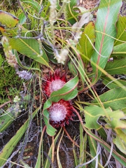Protea scolopendriifolia