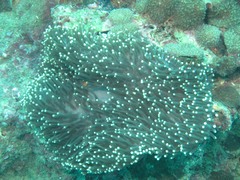 Heteractis magnifica