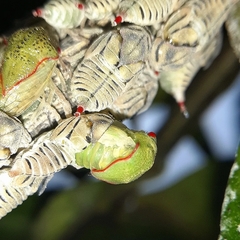 Metcalfiella