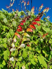 Ipomoea lobata