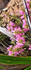Erica abietina constantiana