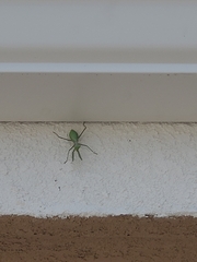 Miomantis caffra