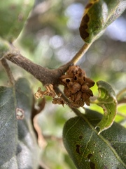 Callirhytis serricornis