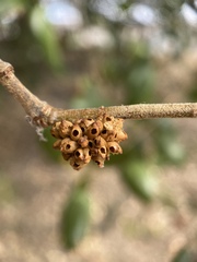 Callirhytis serricornis