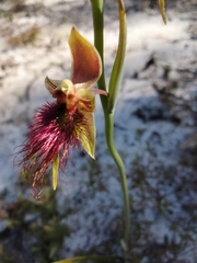Calochilus paludosus