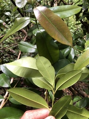 Pimenta racemosa grisea