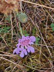 Scabiosa columbaria