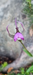 Disperis capensis capensis