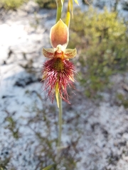 Calochilus paludosus