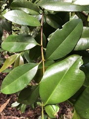 Pimenta racemosa grisea