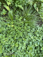 Deschampsia cespitosa