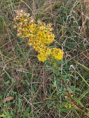 Solidago virgaurea