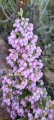 Erica hirtiflora