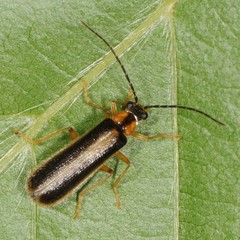 Rhagonycha