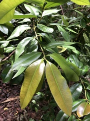 Pimenta racemosa grisea