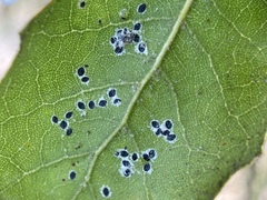 Tetraleurodes perileuca