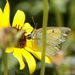 Colias