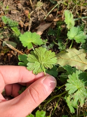 Geranium pyrenaicum