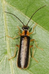 Rhagonycha