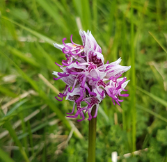 Orchis simia