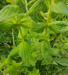 Hypericum hirsutum