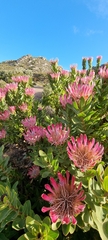 Protea compacta