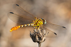 Erpetogomphus designatus