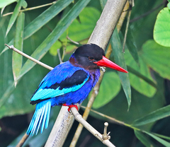 Halcyon cyanoventris