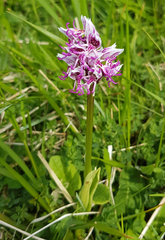 Orchis simia