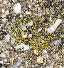 Candelariella aurella