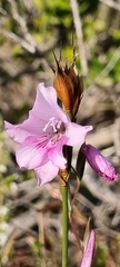 Gladiolus hirsutus