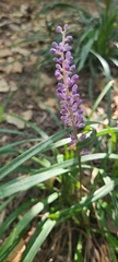 Liriope muscari