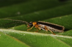 Rhagonycha