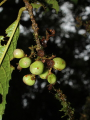 Aegiphila odontophylla